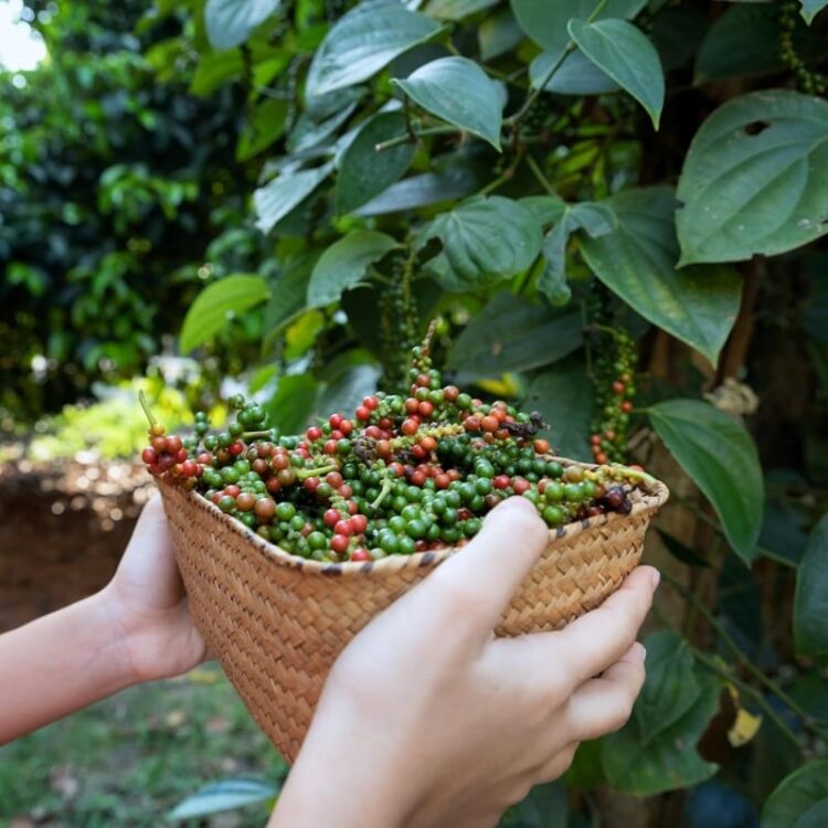 Qu’est-ce qu’un poivre vert, noir, rouge ou blanc ?